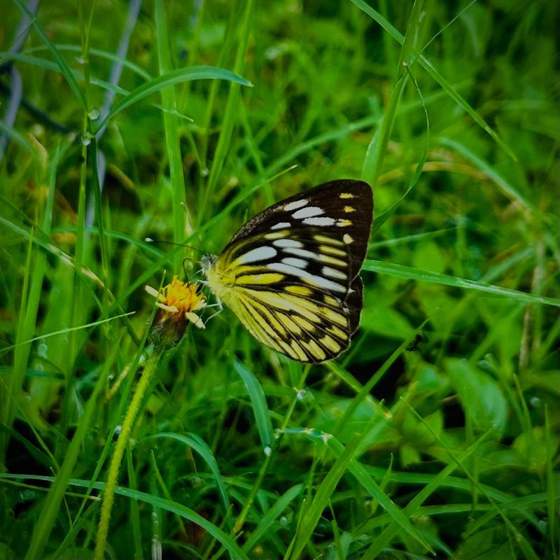 A yellow and black butterfly on a flower