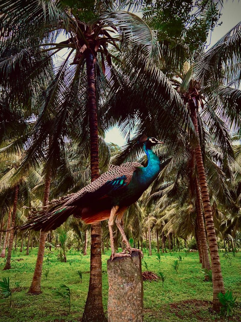 A peacock standing on a stone post