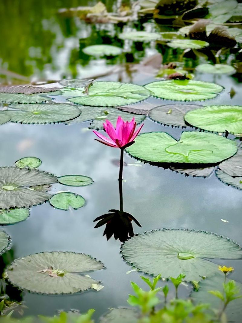 Lily in a pond